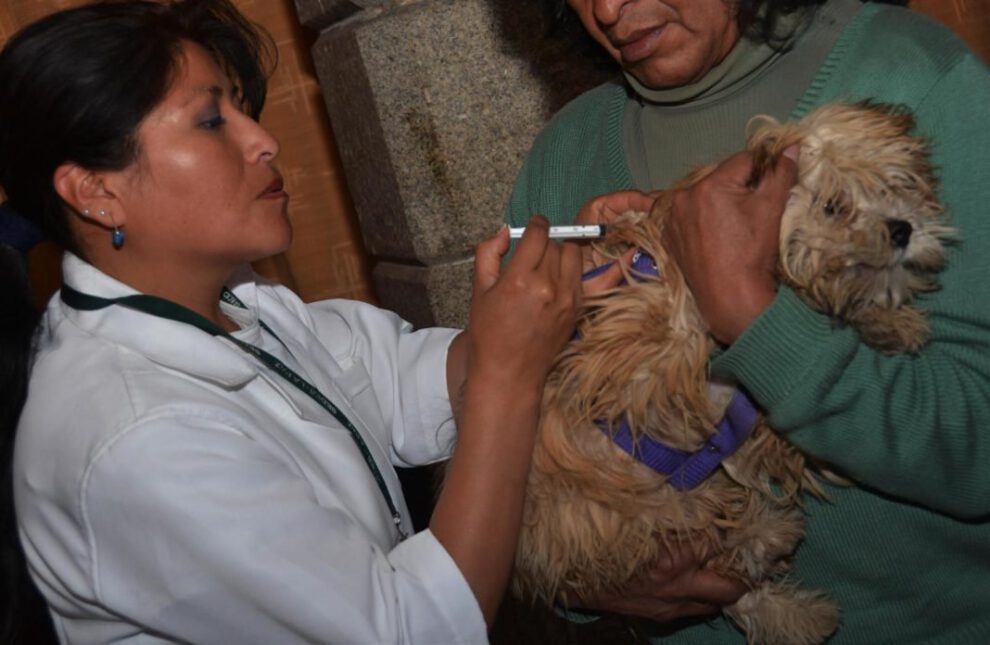 Vacunación contra la rabia en Viacha