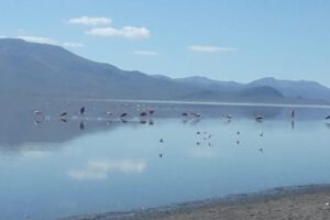 Protección Lago Uru Uru y cerro La Víbora