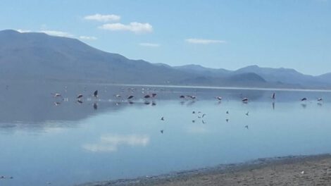 Protección Lago Uru Uru y cerro La Víbora