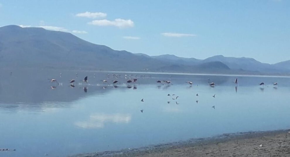 Protección Lago Uru Uru y cerro La Víbora