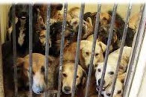 Manejo interno de animales en Zoonosis en Cemzoor