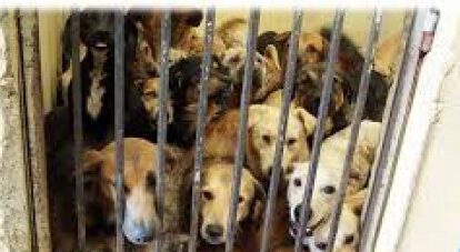 Manejo interno de animales en Zoonosis en Cemzoor