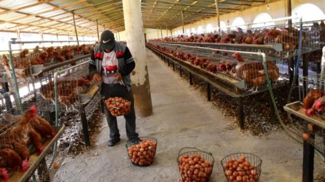 Repoblación de gallinas para reducir precios del huevo