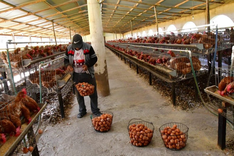 Repoblación de gallinas para reducir precios del huevo
