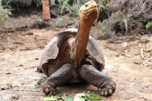 Diego tortuga Galápagos, un símbolo de conservación