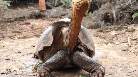 Diego tortuga Galápagos, un símbolo de conservación