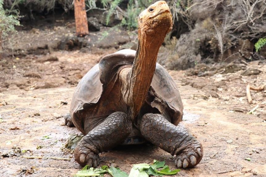 Diego tortuga Galápagos, un símbolo de conservación