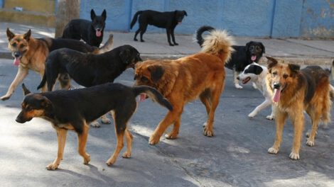 Casos de rabia canina en Oruro