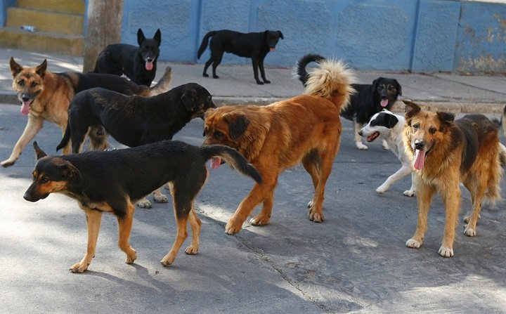 Casos de rabia canina en Oruro