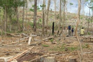 Pérdida de bosques primarios en Bolivia