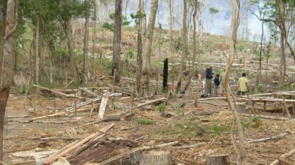 Pérdida de bosques primarios en Bolivia