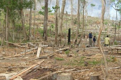 Pérdida de bosques primarios en Bolivia