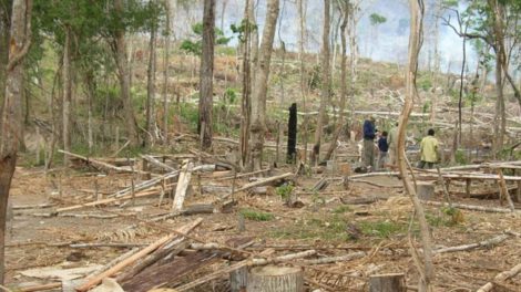Pérdida de bosques primarios en Bolivia