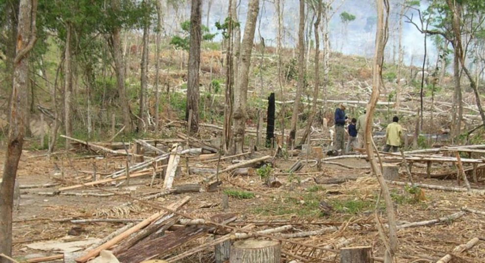 Pérdida de bosques primarios en Bolivia