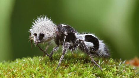 Animales que imitan a otros