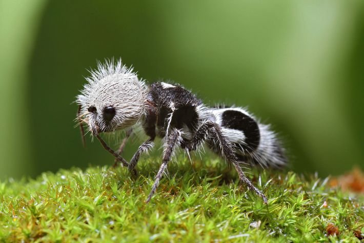 Animales que imitan a otros