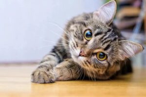 Día Internacional del Gato: Descubre las curiosidades felinas que te sorprenderán