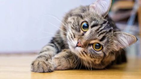 Día Internacional del Gato: Descubre las curiosidades felinas que te sorprenderán
