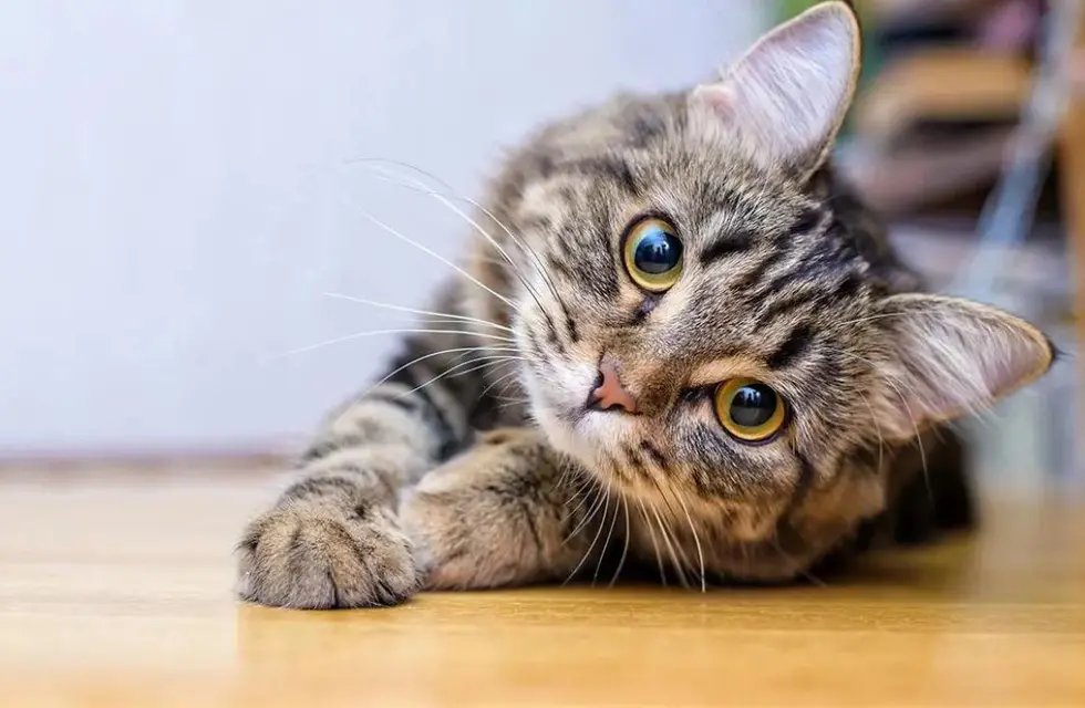 Día Internacional del Gato: Descubre las curiosidades felinas que te sorprenderán