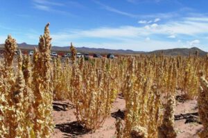 Heladas afectan producción de quinua en Oruro y Potosí