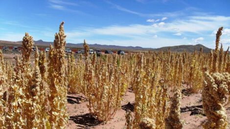 Heladas afectan producción de quinua en Oruro y Potosí