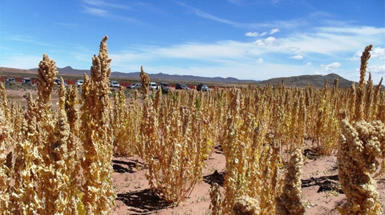 Heladas afectan producción de quinua en Oruro y Potosí