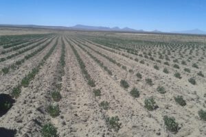 Productores de quinua enfrentan dificultades económicas
