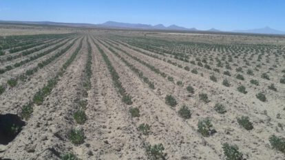 Productores de quinua enfrentan dificultades económicas