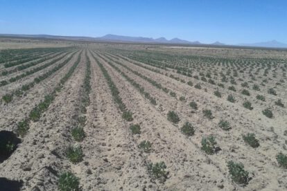 Productores de quinua enfrentan dificultades económicas