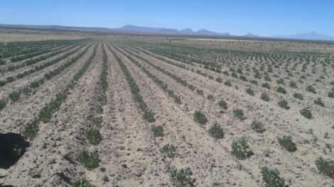 Productores de quinua enfrentan dificultades económicas