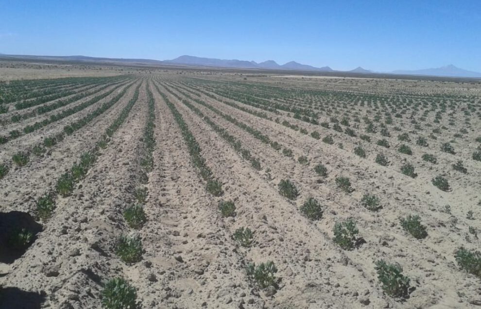 Productores de quinua enfrentan dificultades económicas