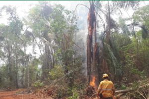 Incendios forestales en Santa Cruz