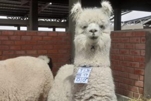 Expoferia de Camélidos en Oruro destacando el mejoramiento genético