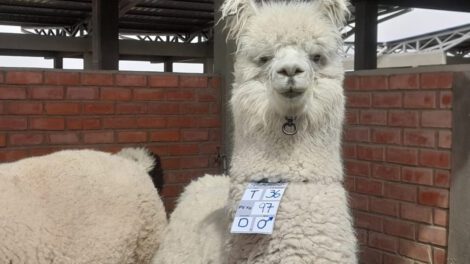 Expoferia de Camélidos en Oruro destacando el mejoramiento genético