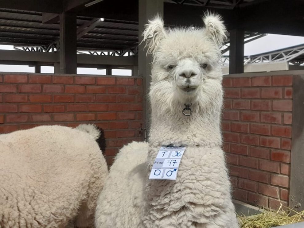 Expoferia de Camélidos en Oruro destacando el mejoramiento genético