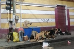 Aumento de ataques de perros en Oruro