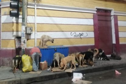 Aumento de ataques de perros en Oruro