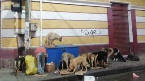 Aumento de ataques de perros en Oruro