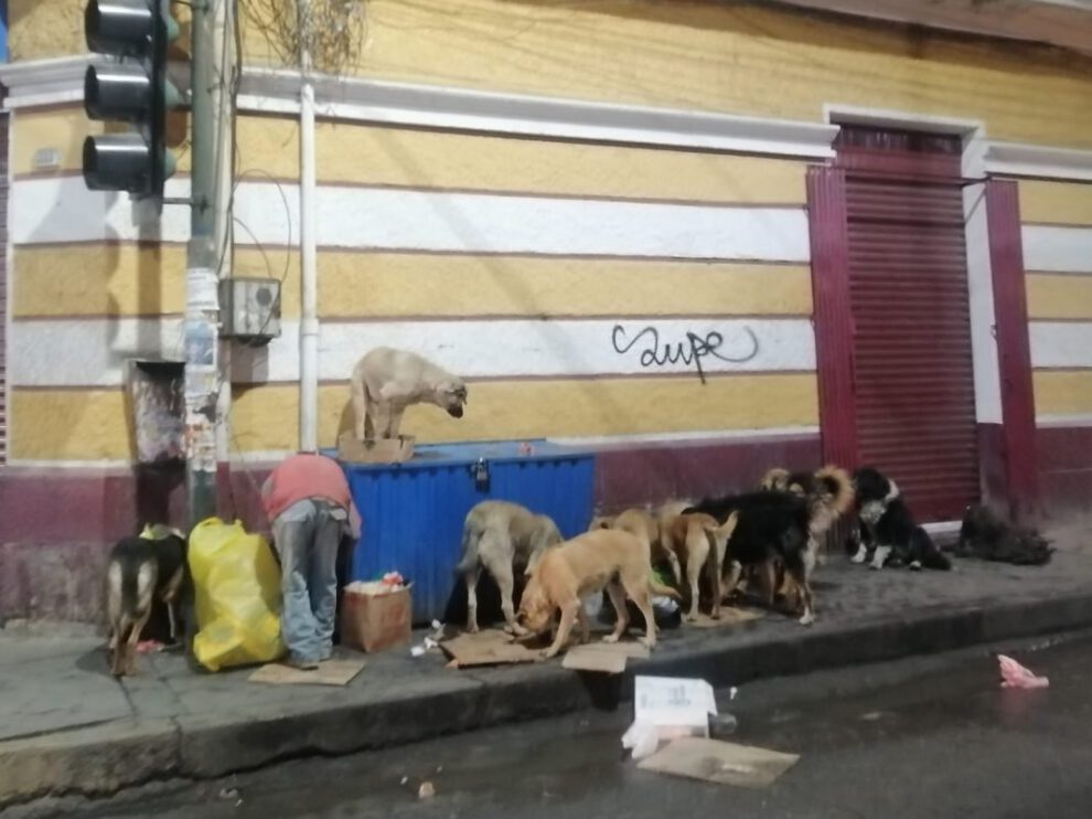 Aumento de ataques de perros en Oruro