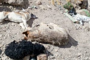 Envenenamiento de canes en la Junta Vecinal Milenium