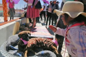 Rescate y adopción de perros callejeros