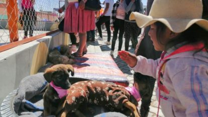 Rescate y adopción de perros callejeros