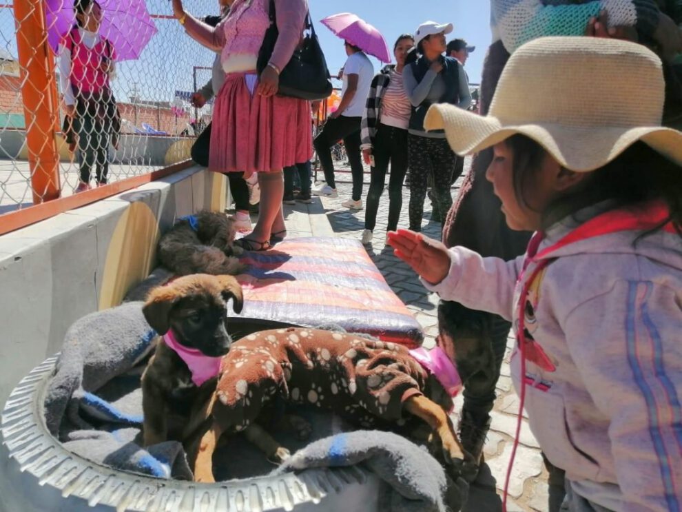 Rescate y adopción de perros callejeros