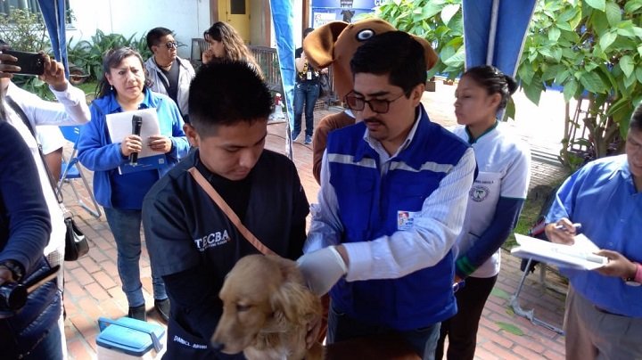 Un can recibe una vacuna contra la rabia en la campaña nacional de vacunación antirrábica