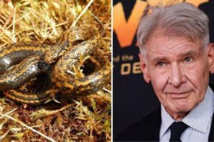 Científicos descubren la serpiente Harrison Ford en Perú