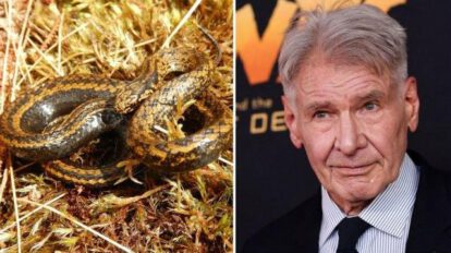 Científicos descubren la serpiente Harrison Ford en Perú