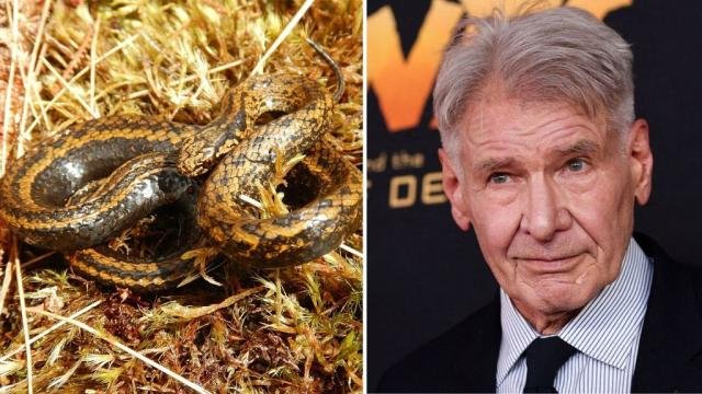 Científicos descubren la serpiente Harrison Ford en Perú
