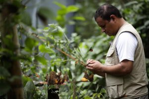Cría de mariposas en Panamá