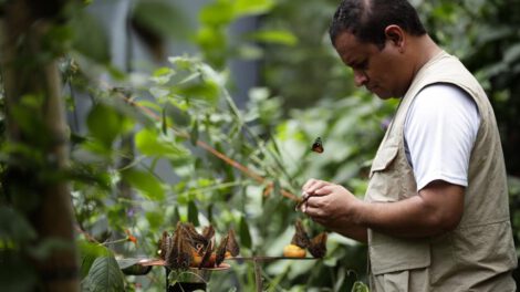 Cría de mariposas en Panamá