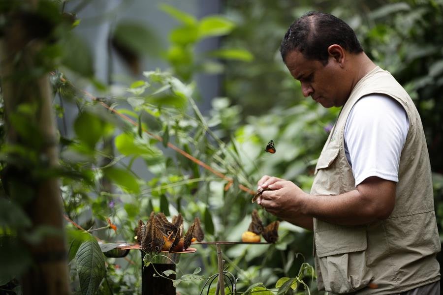Cría de mariposas en Panamá